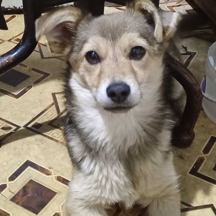 Маленька стерильна собака