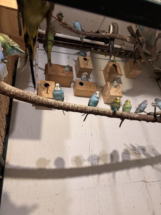 Priquitos, rolas diamante, mandarins e caturras para ceder