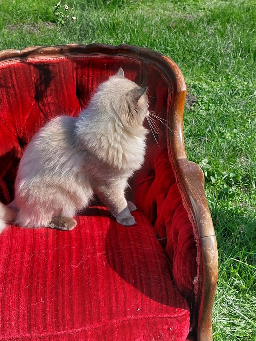 JCH Czak ll  kocureki.FPL/Fife .