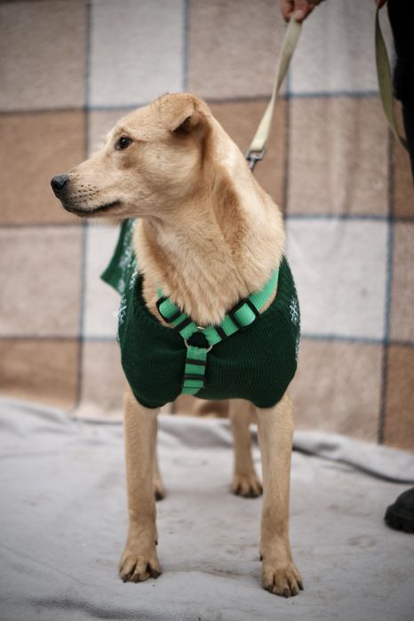 Невеличкий та розумний цуцик Майкі  в добрі руки!