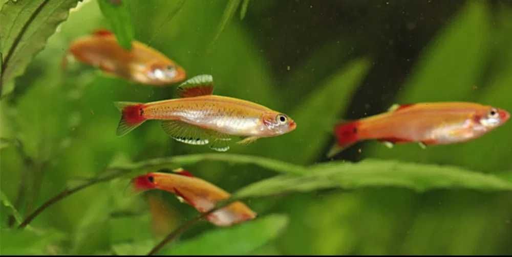 GB Kardynałek Chiński Albinos | Pakiet 50+ szt.