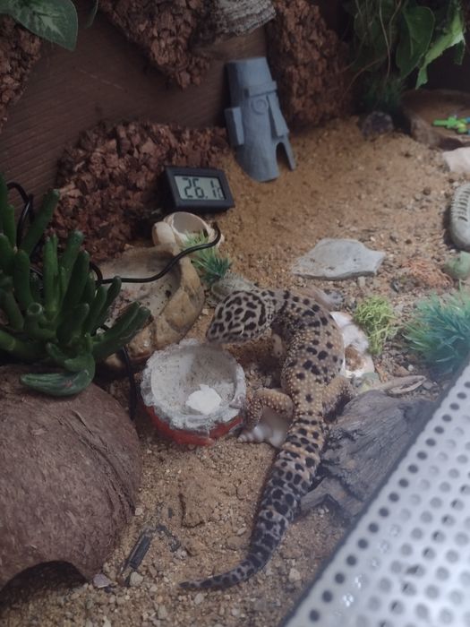 Pomoc w założeniu pierwszego terrarium i akwarium