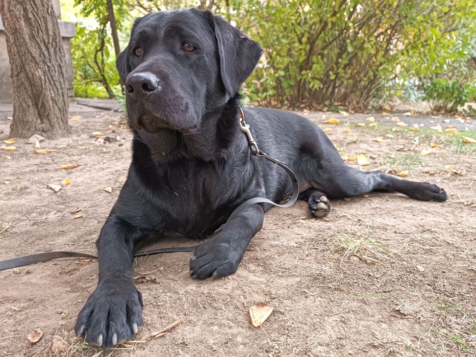 Отдам Лабрадор-ретривер, девочка