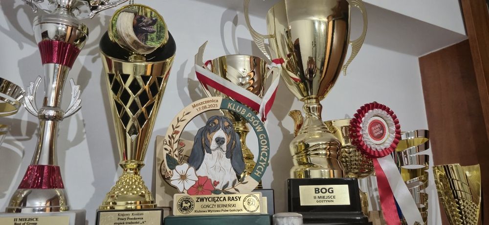 Gończy Berneński