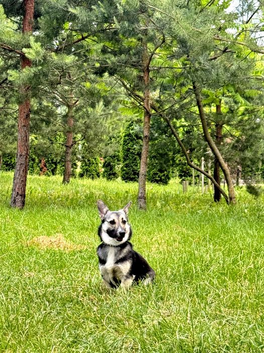 Стерилізована дівчинка шукає дім
