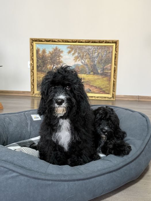 Віддам в добрі руки