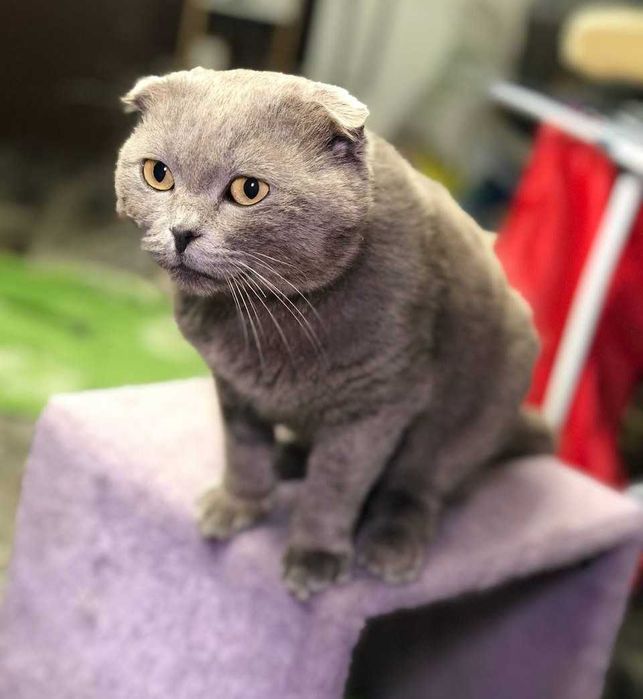 Дивовижний красень! шотландський висловухий котик Яша