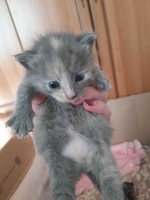 кошенята в добрі руки