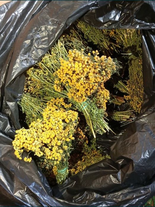 Пижма, материнка, чистотіл, в пучках меліса аір тисячолисник  душиця