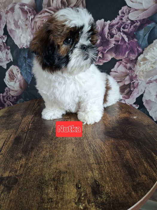 Shih-tzu dziewczynka