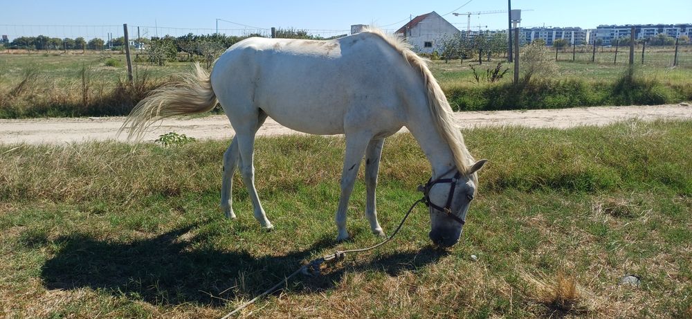 Egua montada e engatada