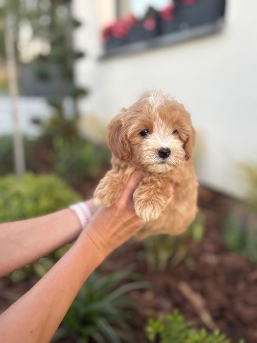 Maltipoo Suczka Art Puppies Badania