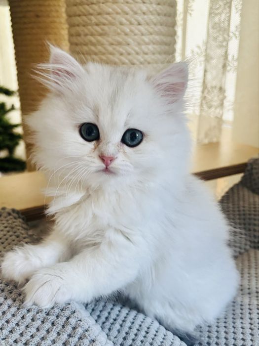 Kotka szkocka długowłosa kot kocięta