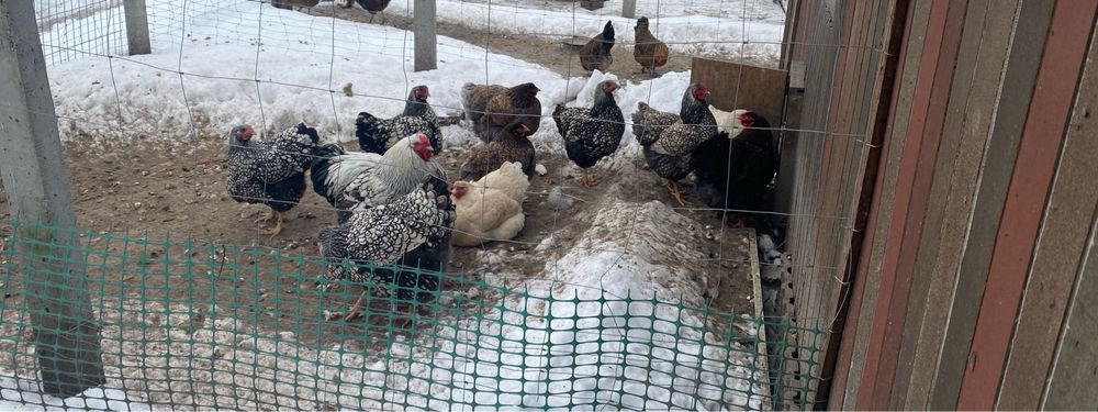 Jajka legowe  kur ozdobnych 5 zl