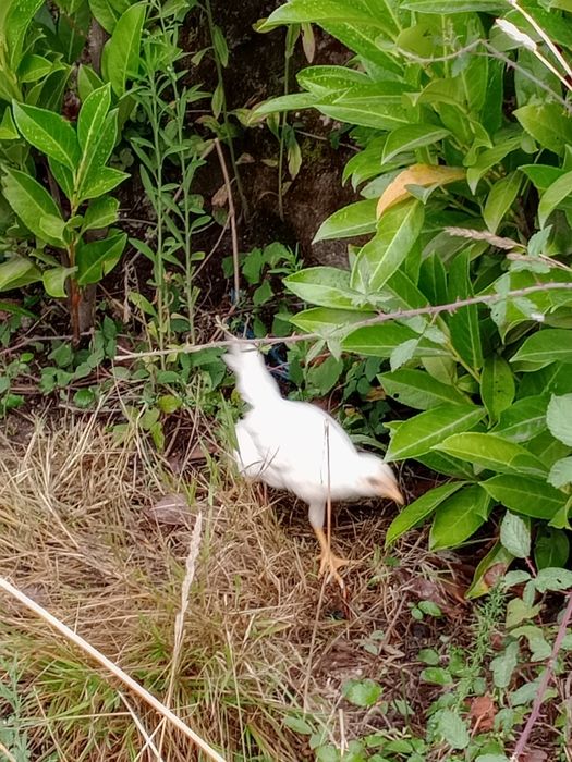 Garnisés/fêmeas 4 brancas 1 preta 1 castanha.