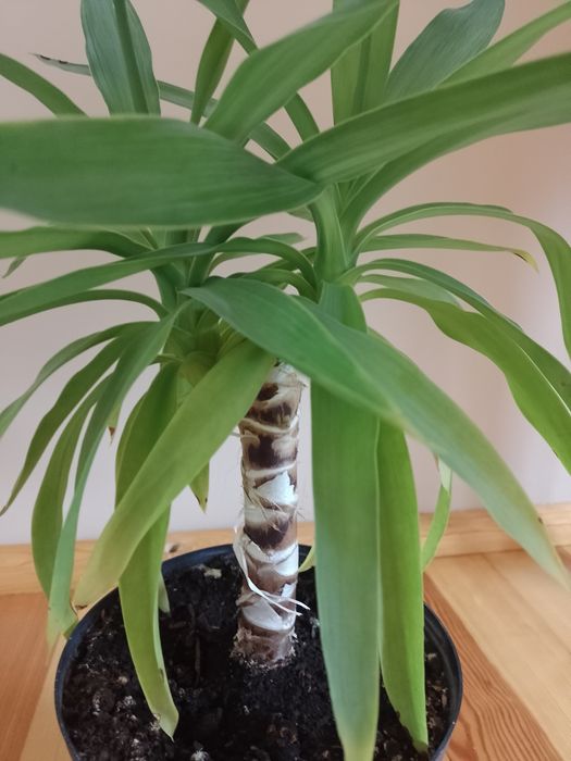 Juka kwiat doniczkowy