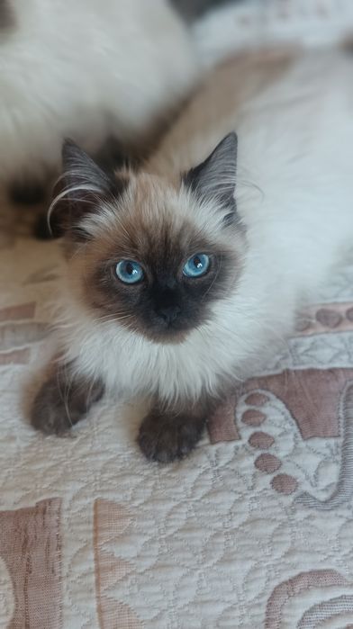 Невська маскарадна 4 міс котик і киця