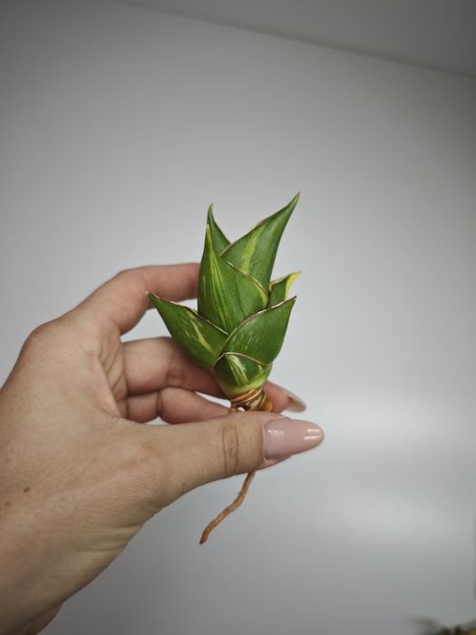 Sansevieria hybrid Tower var