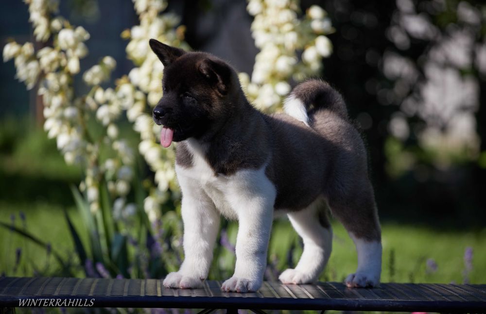 Видатні крові! Цуценята Американська Акіта КСУ / Акита Американская