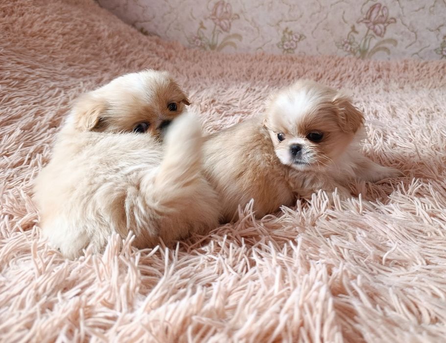 Цуценята породи пекінес