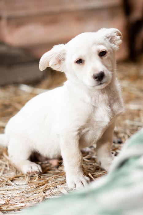 Цуцики відповідальним, добрим людям
