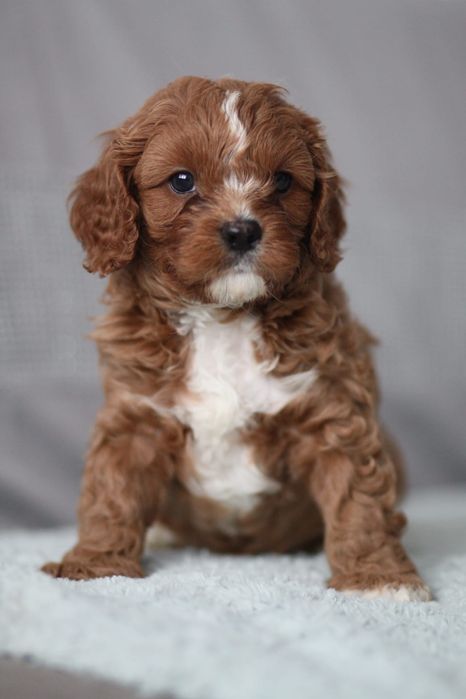 *** Śliczny Cavapoo"*