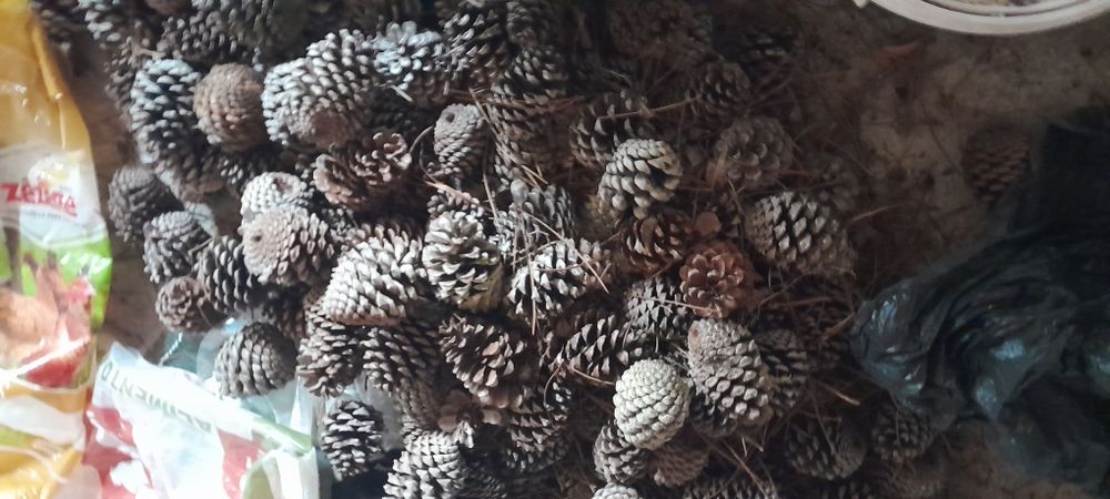 Vendo sacos pinhas