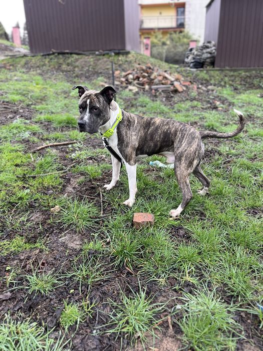 amstaff Staffordshire terrie