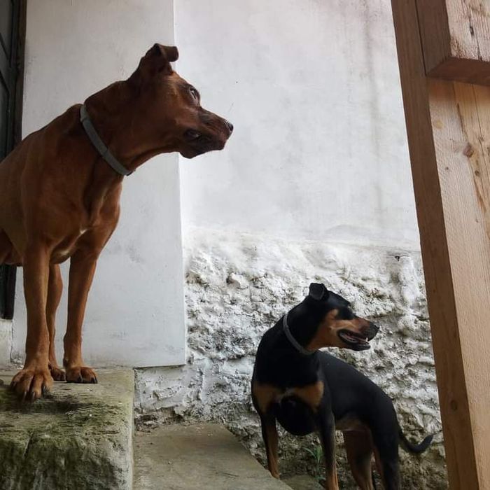 Dog walking / pet sitting