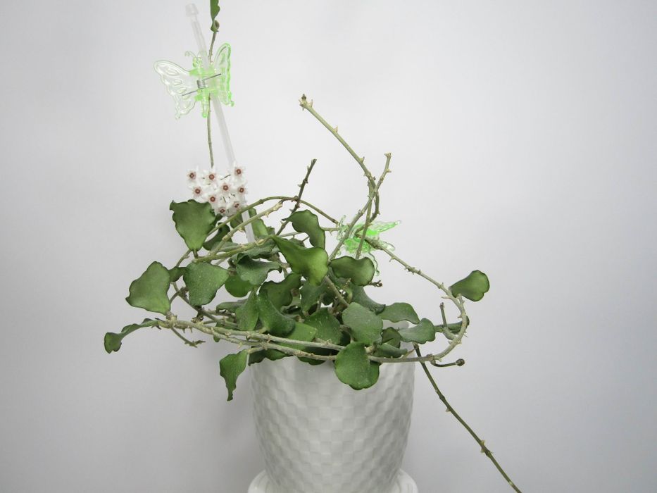 Хойї дрібнолисткові (зрізка) додані нові сорти