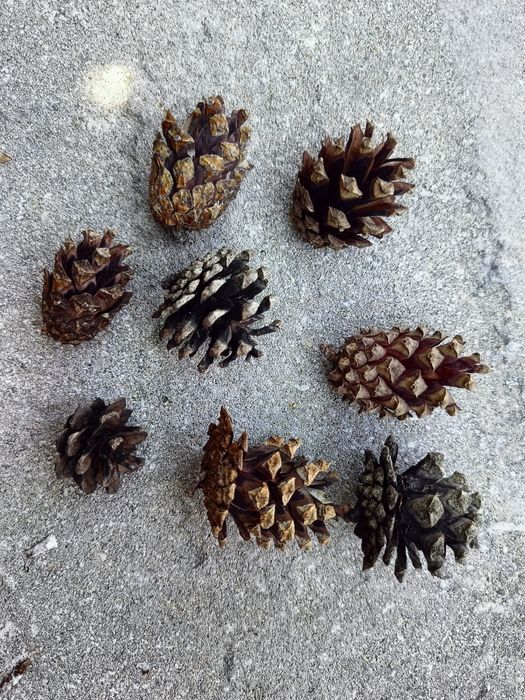 Sosna zwyczajna szyszki małe 500 sztuk