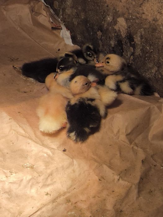 Kaczki biegusy indyjskie