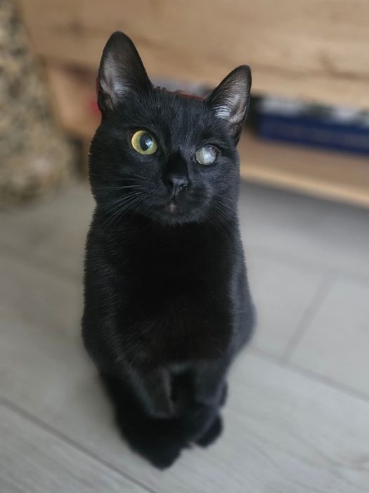 Choć niedowidzący Mambo miał pecha, to przynosi szczęście.