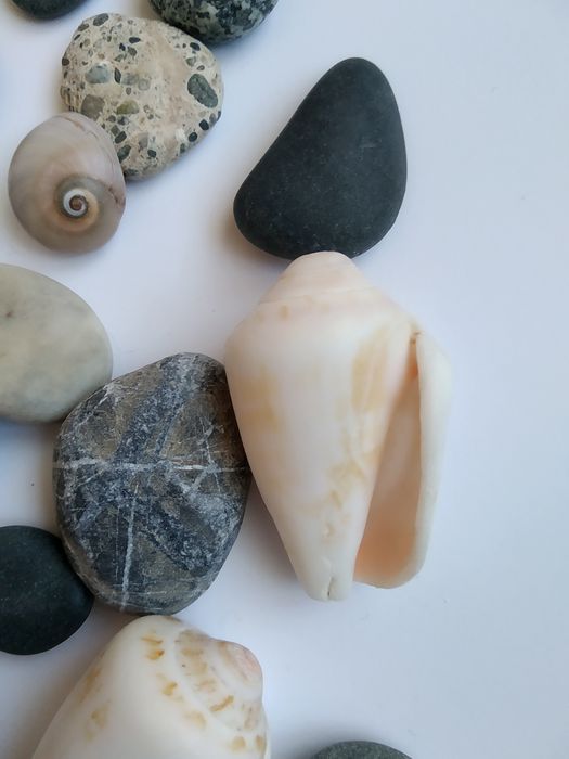 Мушлі з Кіпра/ перешлю