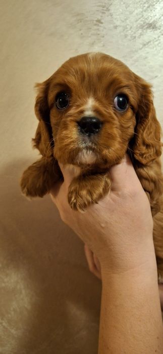 Cavalier King Charles Spaniel dorosły