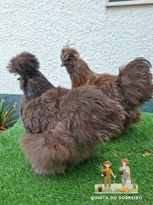 Sedosa do japão CASAL