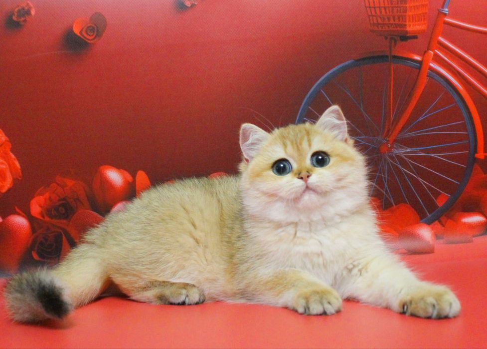 Британська дитина чекає найкращу сім'ю