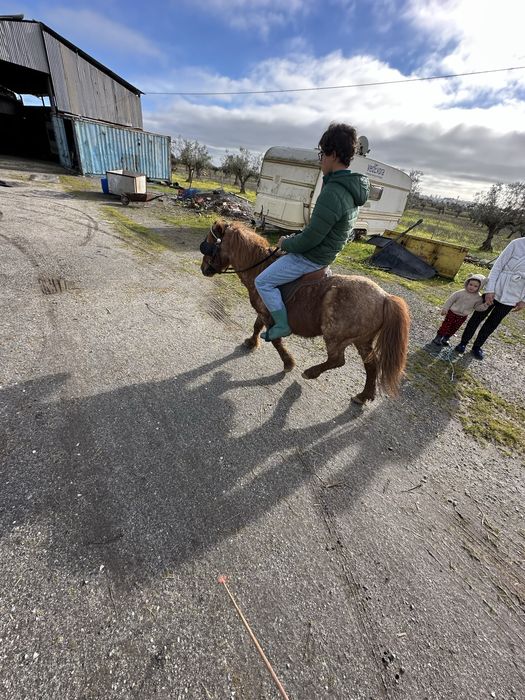 Ponei com 10 anos Habilidoso