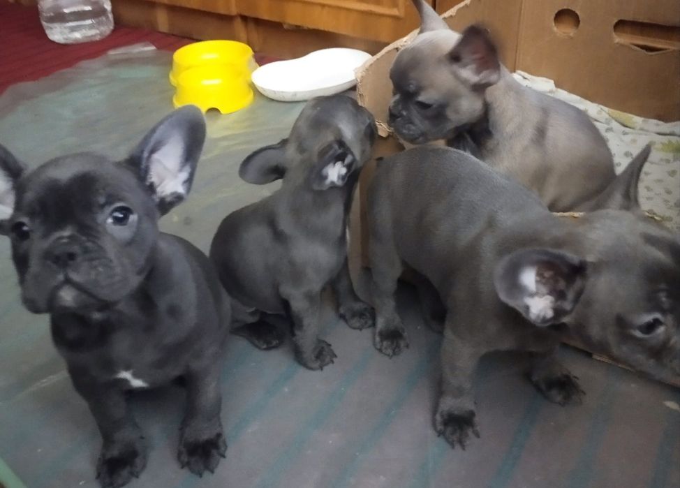 Продам цуценят Французький бульдог