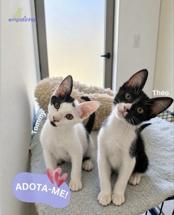 Gatinhos bebés para adoção responsável