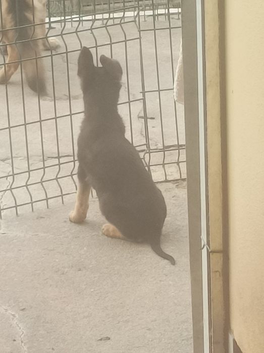 Pastor alemão pêlo curto