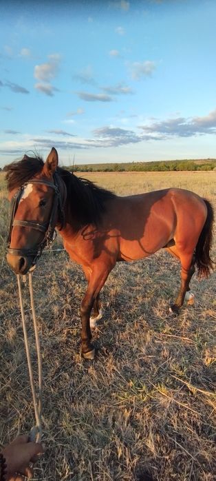 Молодий жеребець породи рисак