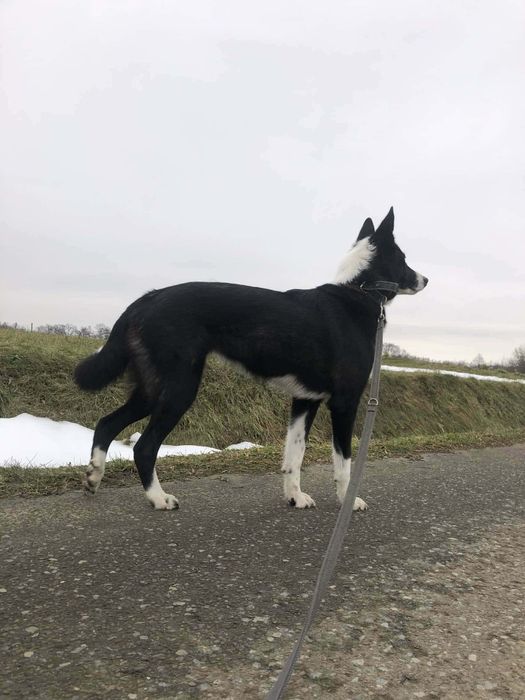 BIGOS (suczka) szuka domu