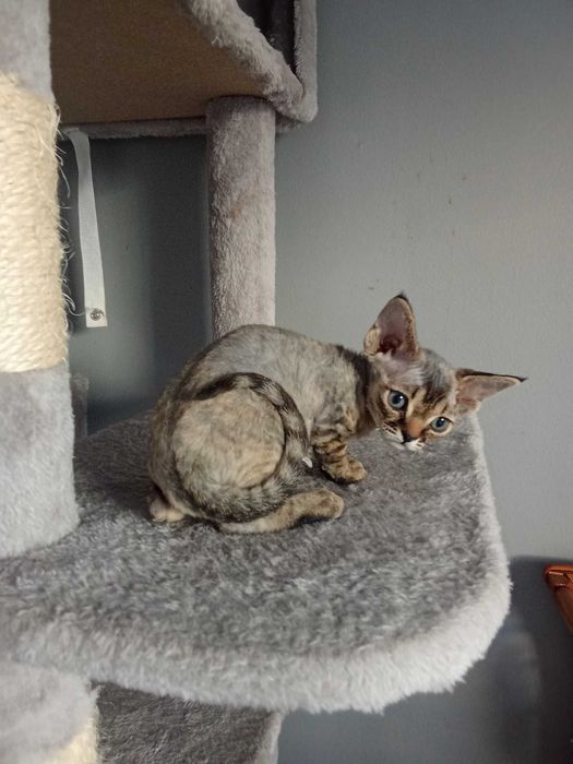 Piękna kotka Devon Rex "CHANEL"