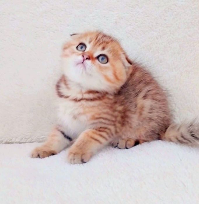 Золотой котёночек шиншиллка мальчик милашка