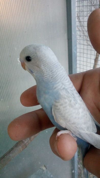 Piriquitos várias cores