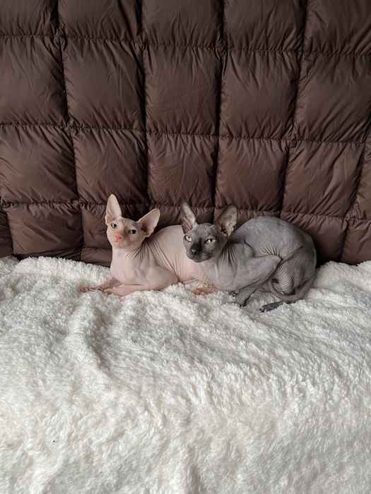 Котята канадского сфинкса.