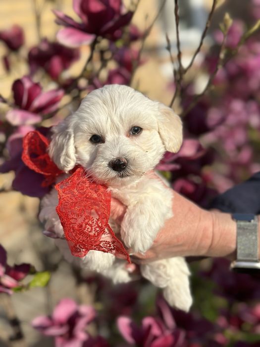 Мальтипу милая девочка