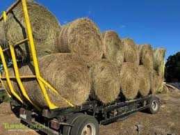 Siano w belach 60 sztuk