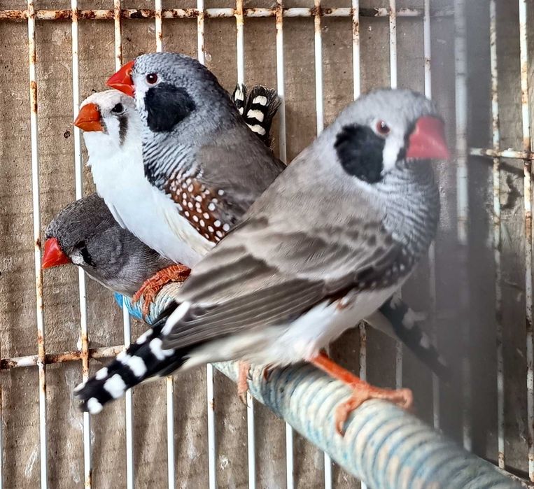 Vendo Diamantes Mandarim